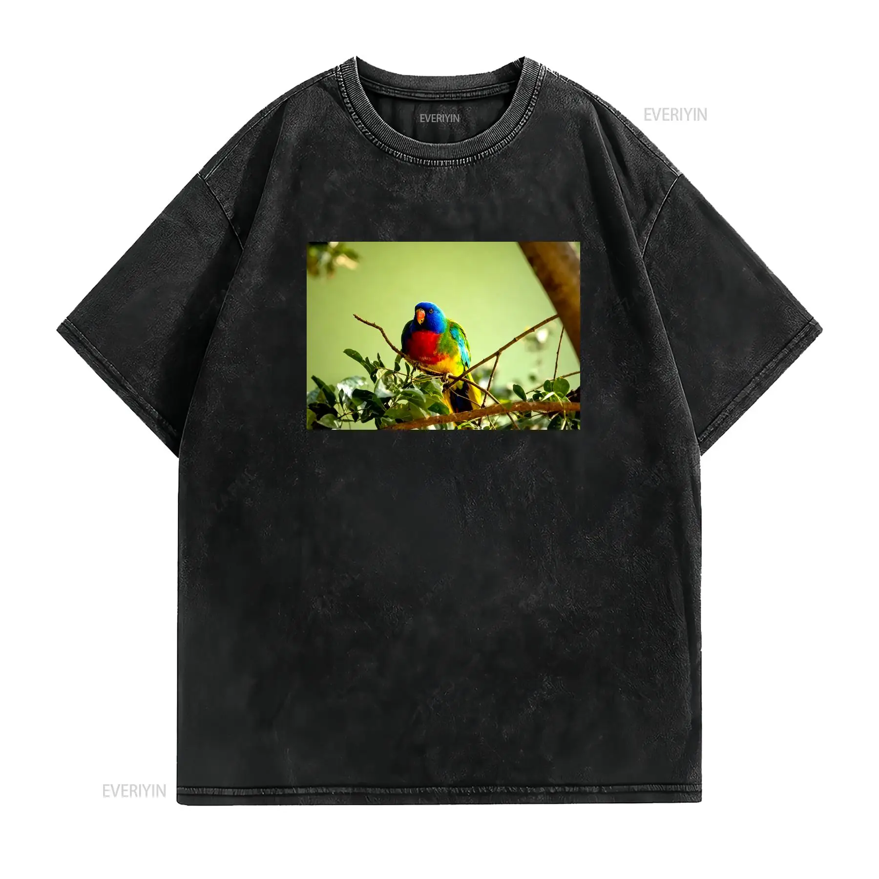 Scarlet Chested Parrot Made in - đánh giá và giá Mens Fashion Australia